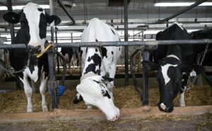 Cow