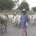 Herder