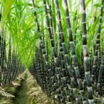 Sugercane-Farming-in-Nigeria-750×536