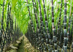 Sugercane-Farming-in-Nigeria-750×536