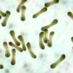 diphtheria_G_1386022794