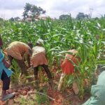 Food shortage looms in Nigeria without good seeds, AATF warns