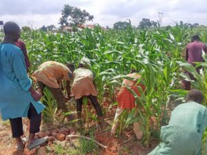 Food shortage looms in Nigeria without good seeds, AATF warns