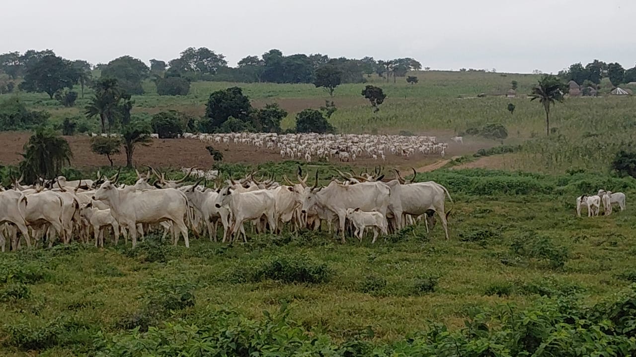 Herdsmen destroy 5.4 acres of cassava farm
