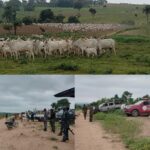Herdsmen destroy 5.4 acres of cassava farm