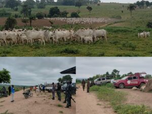 Herdsmen destroy 5.4 acres of cassava farm