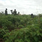 Kidnap victims rescued from bandits’ den in Zamfara forest