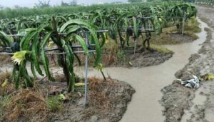 Can-AI-help-Nigeria-reduce-agricultural-losses-during-flooding-nip-disease-outbreaks