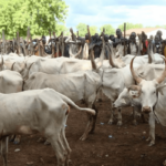 Lokpanta-cattle-market