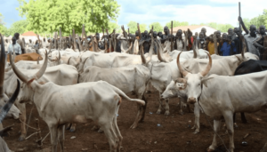 Lokpanta-cattle-market