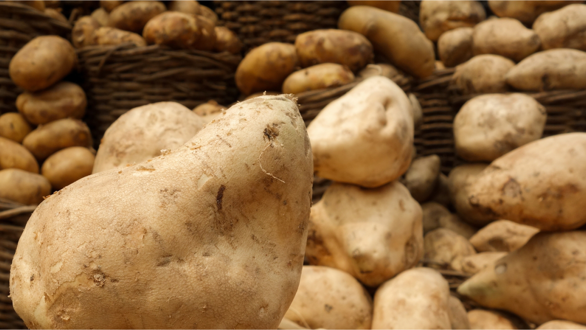 Plateau potatoes, not Irish