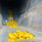 cannabis concealed under truck