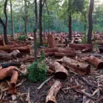 deforestation-Nigeria.jpeg