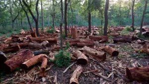 deforestation-Nigeria.jpeg