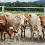 Nigeria partners Brazil, Israel, Netherlands on tech to curtail cattle grazing
