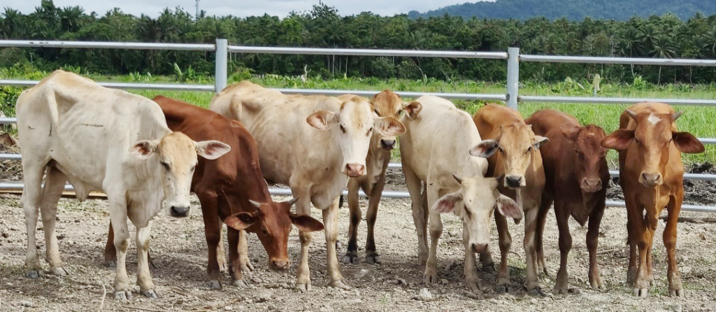Nigeria partners Brazil, Israel, Netherlands on tech to curtail cattle grazing