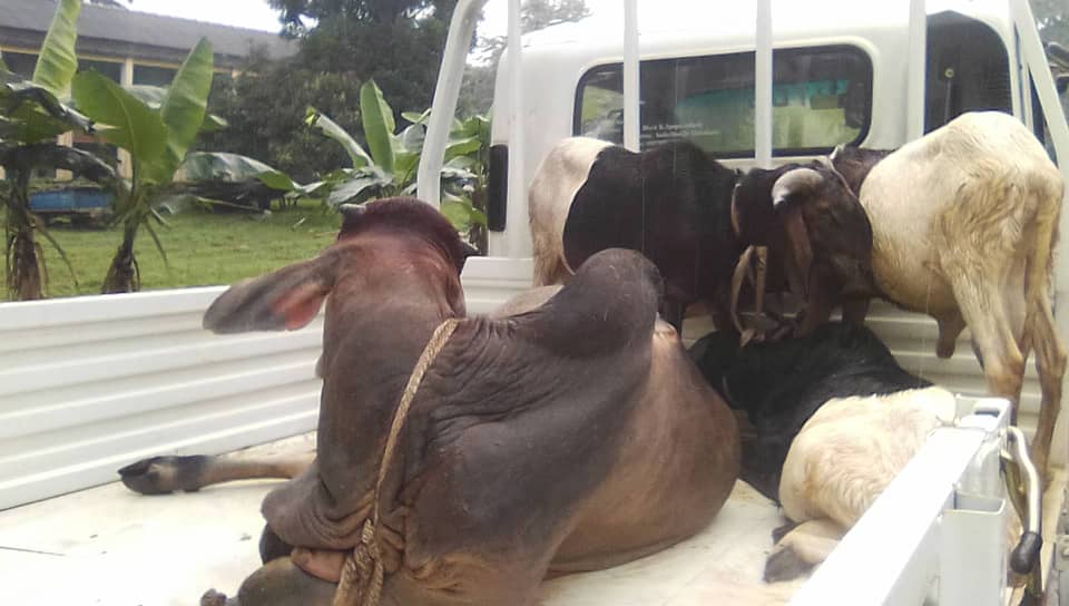 Oyo cracks down on Bodija traders, grazing law violators