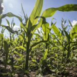 Agric