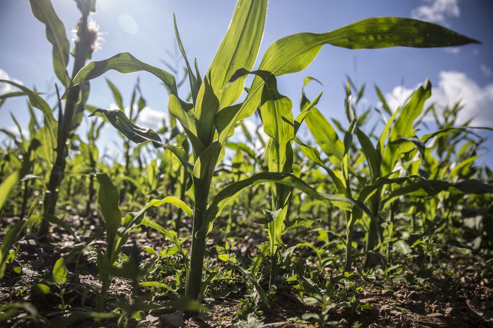 Agric