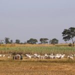 Benue