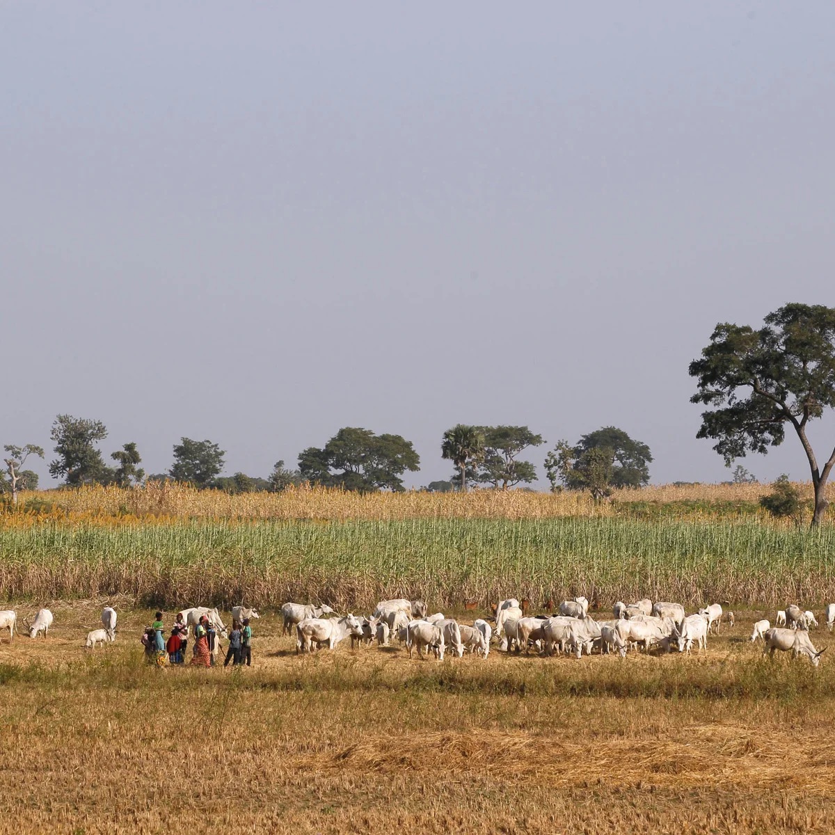 Benue