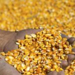 GMO seeds