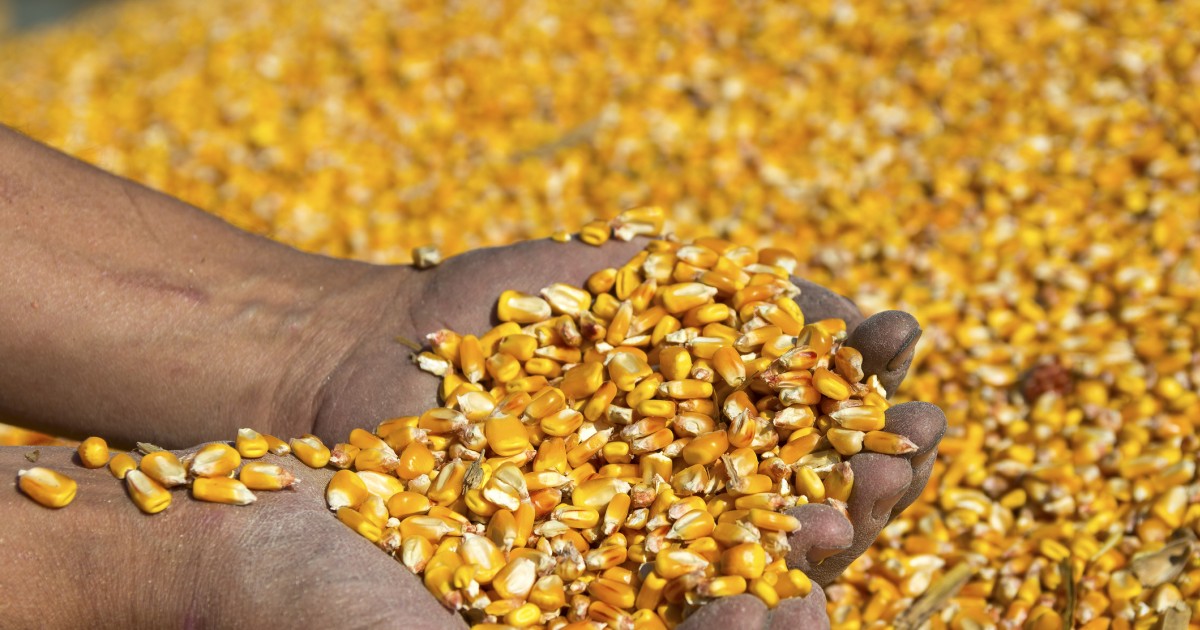 GMO seeds