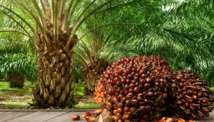 Nigerias-Oil-Palm-Growers
