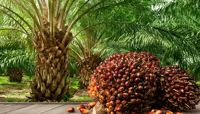 Nigerias-Oil-Palm-Growers