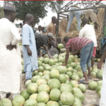 Melon Musings