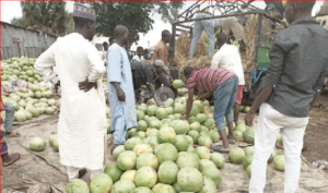 Melon Musings