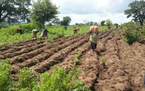 farming