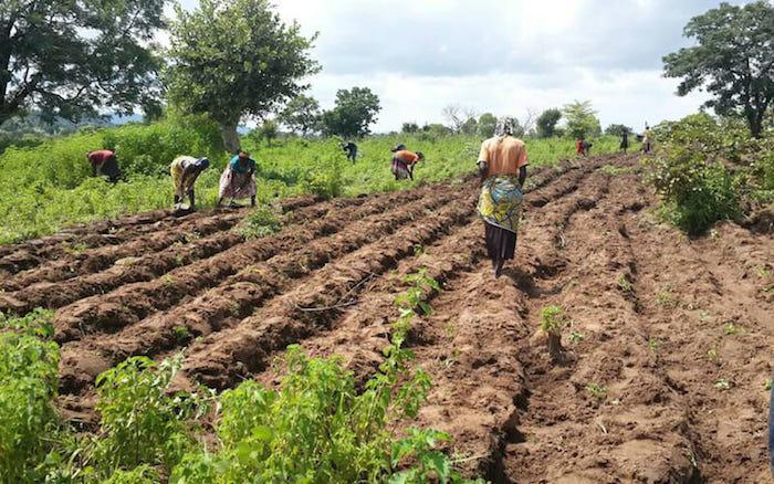 Rising dissent trails FG’s push for industrial farming