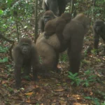gorillas