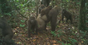 gorillas