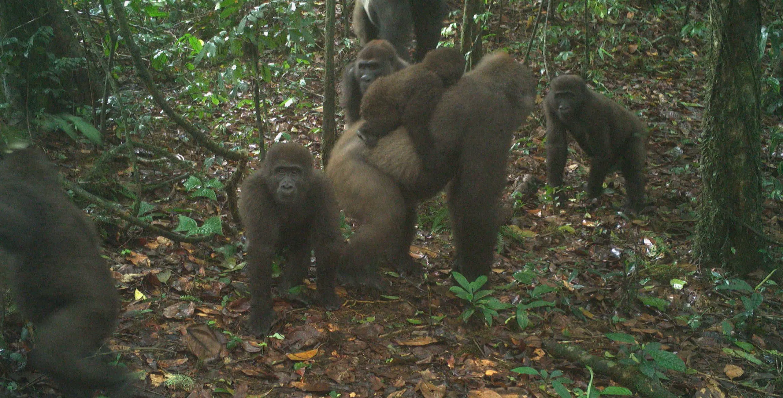 gorillas