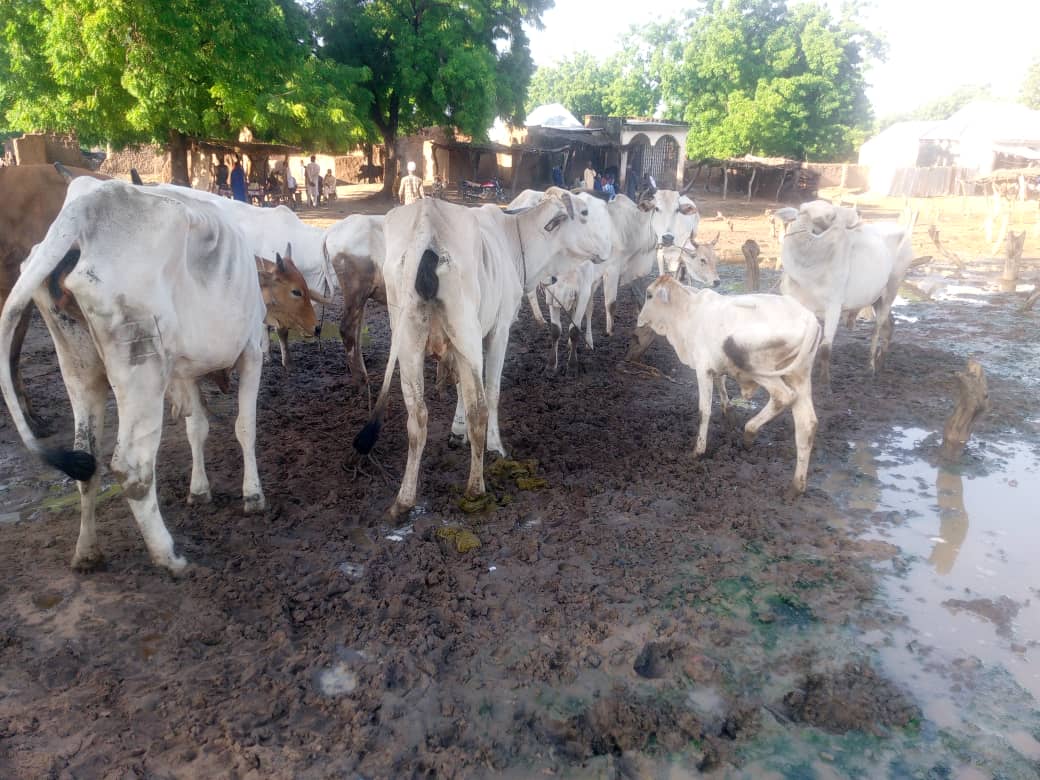 Kebbi police nab Lakurawa terrorist, recover 10 cows