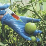 GMO Tomato