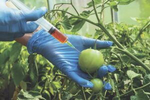 GMO Tomato