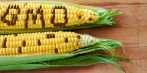 GMO maize