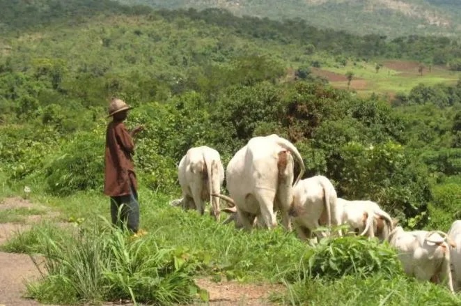 Open. grazing