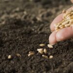 Seeds-1