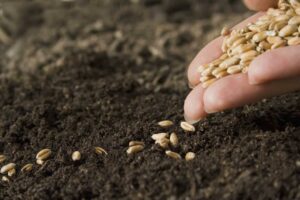 Seeds-1