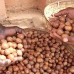 buyers-of-shea-nut-from-africa-on-cokodeal