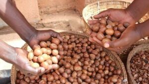 buyers-of-shea-nut-from-africa-on-cokodeal