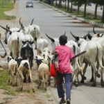 Cattle