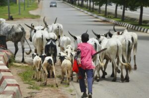 Cattle