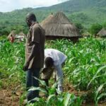 farm-agriculture-