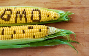 genetically-modified-foods