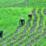 Agric
